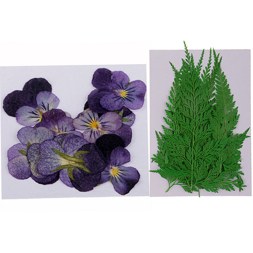 24pc Pressed Dried Flowers Leaves for DIY Arts Crafts Scrapbooking