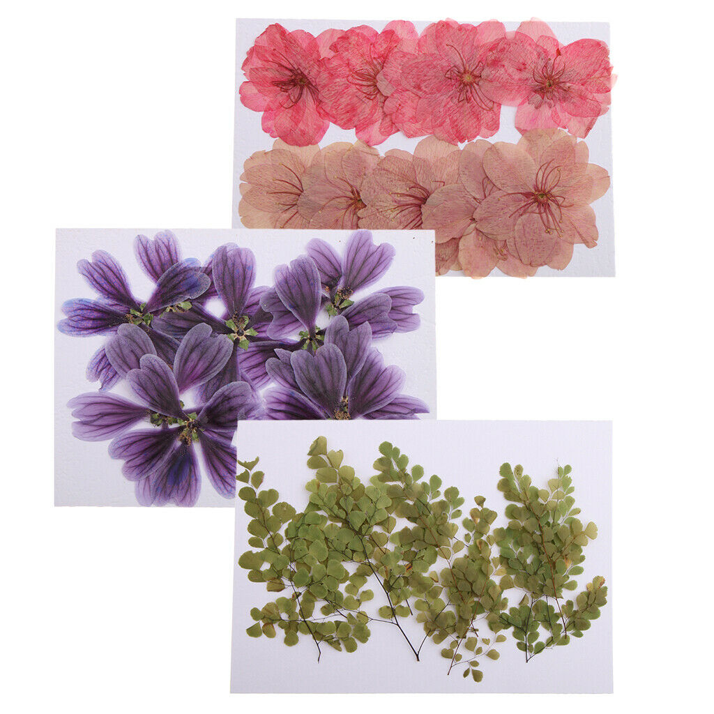 20 Pcs Beautiful Pressed Dried Flowers Natural Dried Flowers for Scrapbook Arts