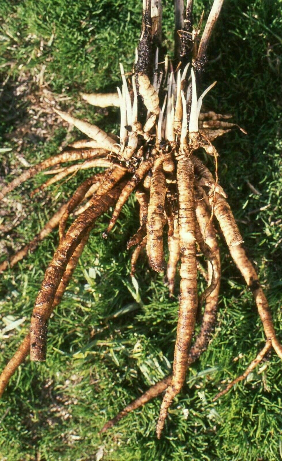 Sugar Root - Skirret - Crummock - Sium sisarum - 20+ seeds - Heirloom Seed!
