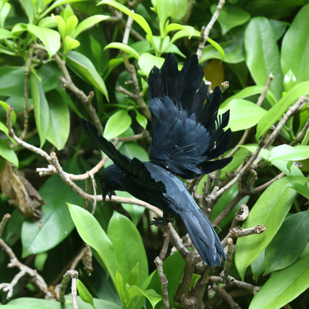 Black Realistic Flying Crow Decoy Hunting Birds Decoy Weed Pest Control