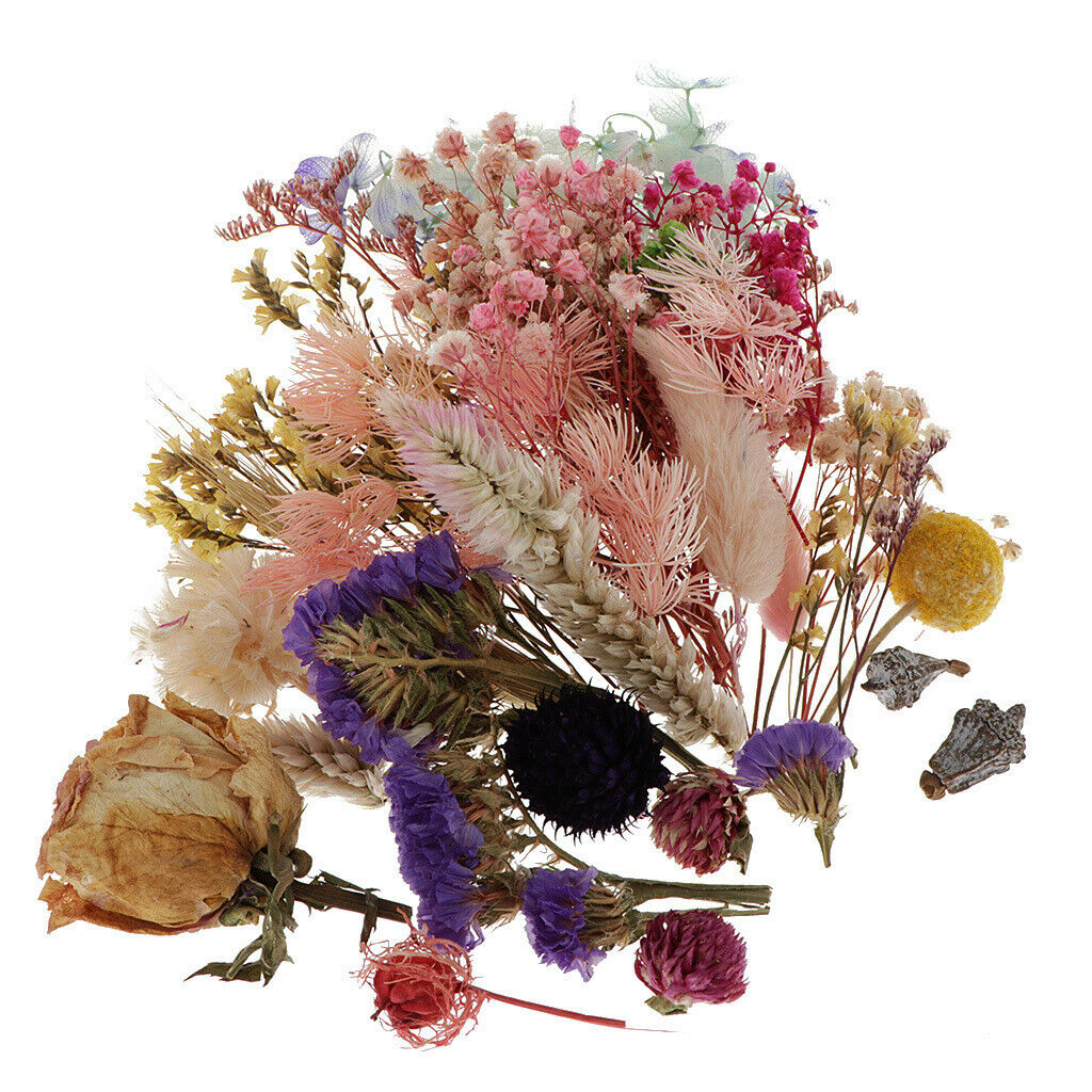 Real Dried Flowers Decoration For Craft Soap Making Scrapbooking Home Decor