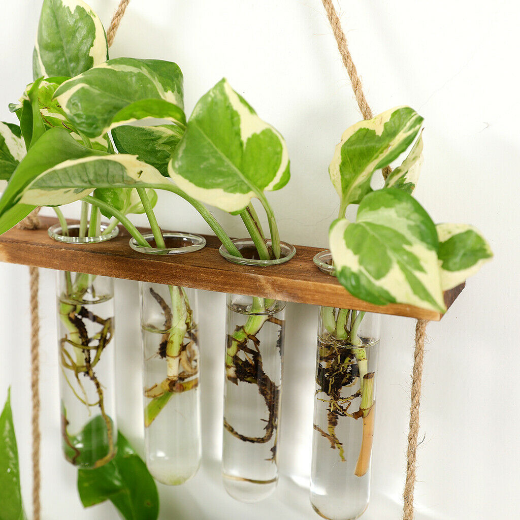 Wall Hanging Terrarium with Wooden Stand Glass Planter Propagator Hydroponic