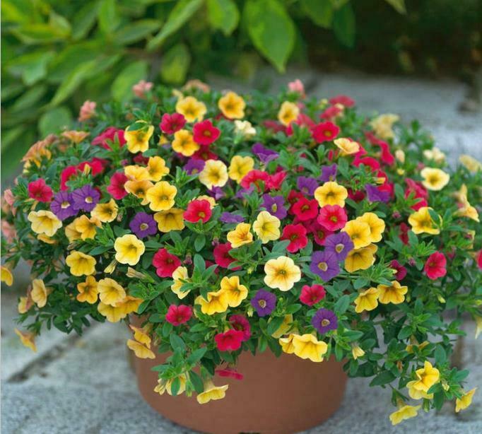 200 PCS Flowers Seeds Petunia Multicolor Annual Plant Home Garden High Quality