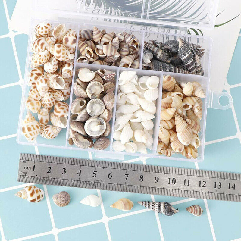 Natural Conch Shells Mini Conch Corn Screw Home Decoration Aquarium LandscapFCA
