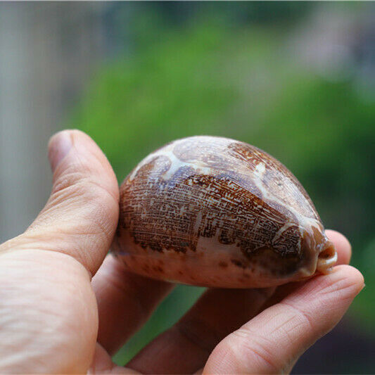 1Pc Natural Map Cowrie Conch Shell Seashell Nautical Ornament Decor 6-8cm HH6983