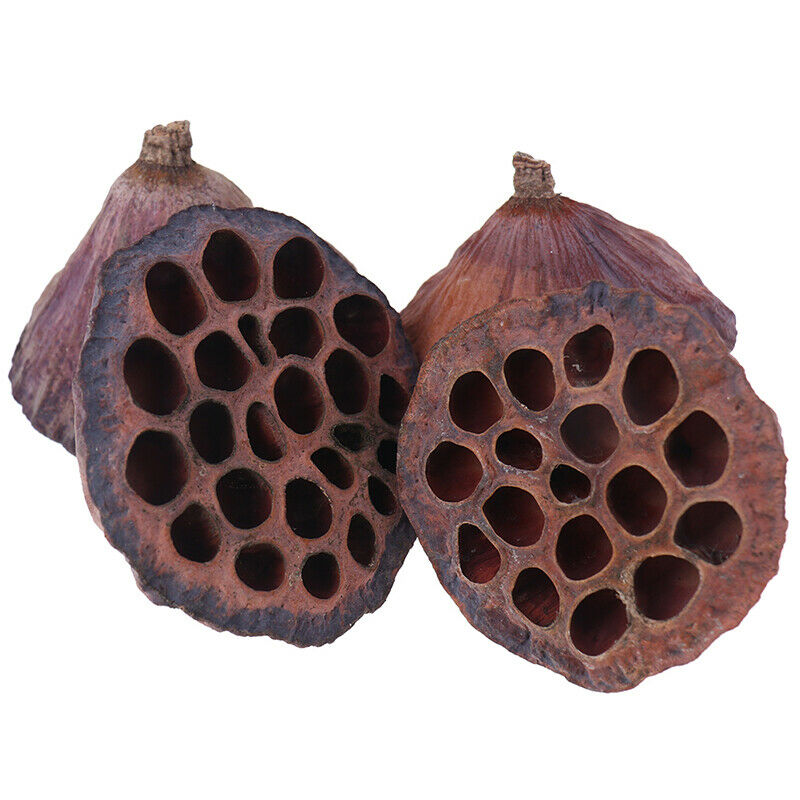 Lotus Natural Dried Flowers Bouquet Branch Decorations Floral for Party H.l8