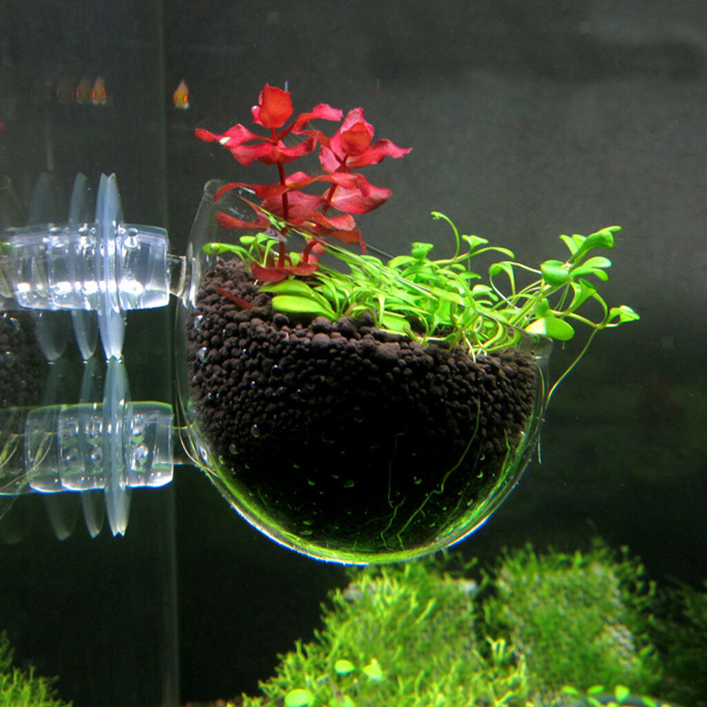 Set of 2,   Tank Decor Aquatic Plant Crystal Glass Planter Suction Cup