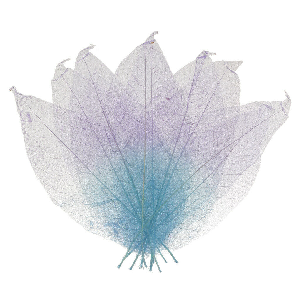 50pcs Natural Magnolia Skeleton Leaf Card Making Scrapbook Embellishment #2