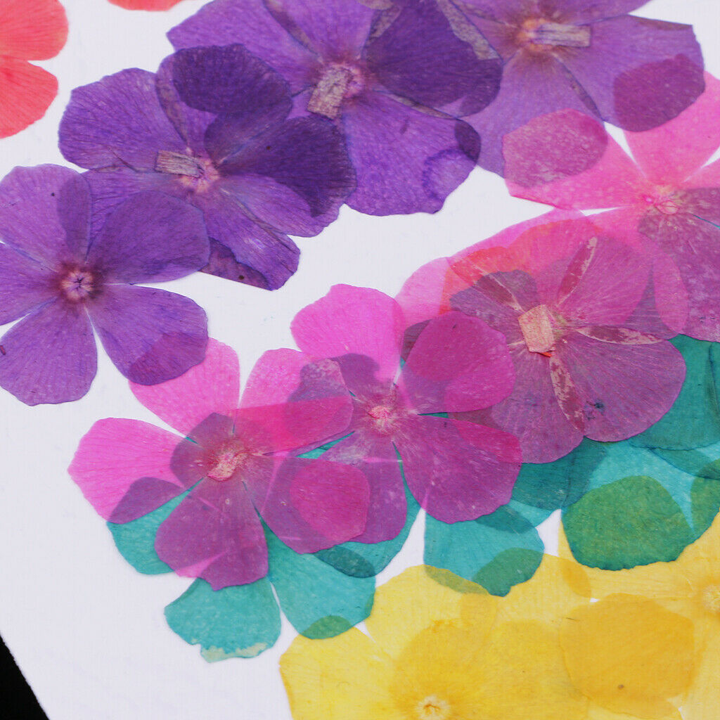 20 Pieces Natural Round 5-Petals Real Flowers Dried Flower for DIY Craft