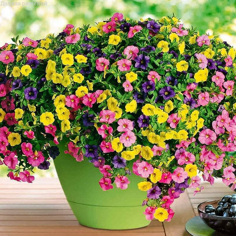 200 PCS Flowers Seeds Petunia Multicolor Annual Plant Home Garden High Quality