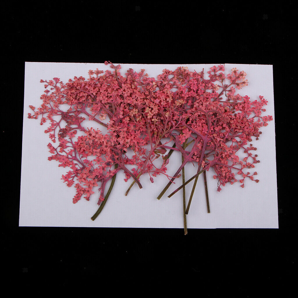 12x Natural Pressed Real Dried Flower for Card Making Decoration Pink