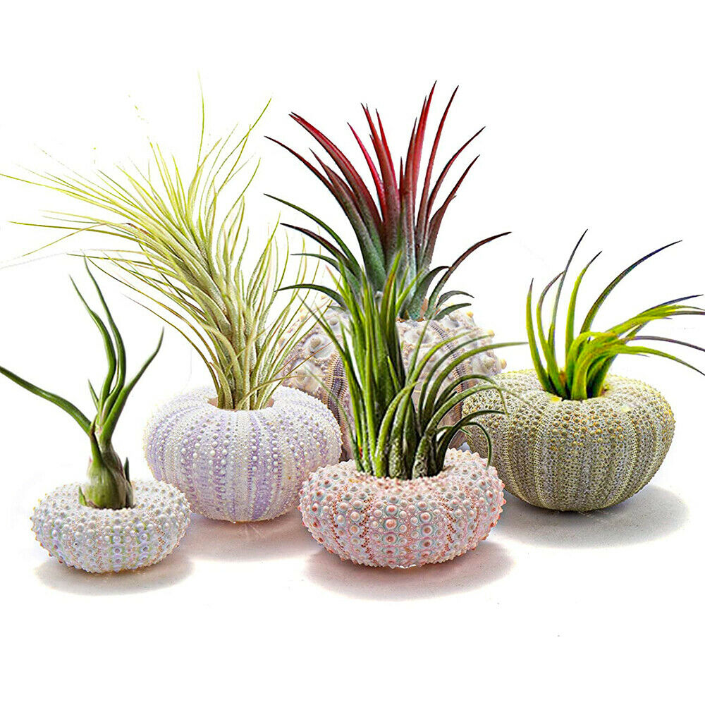 5PCS Mini Sea Urchin Shell Hanging Pot Air Plant Holder Bonsai Home Yard Decor