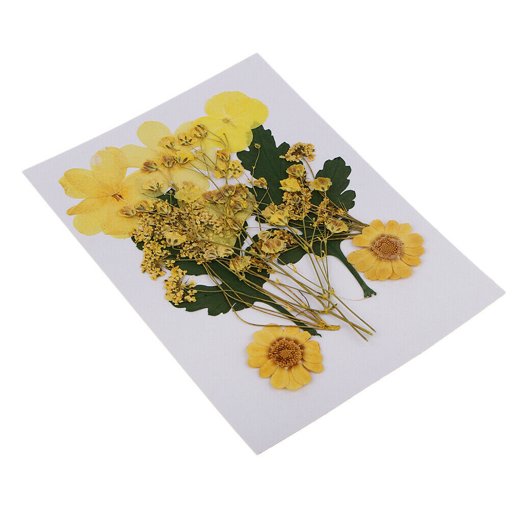 3 Pressed Dried Flower Leaves Specimen DIY Art Craft Scrapbook Card