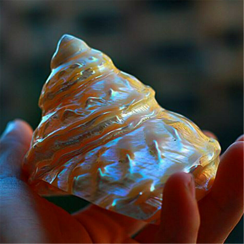 Natural Turban Snail 8-10 cm Fluorescent Shells Cone Shaped Ornament Decor