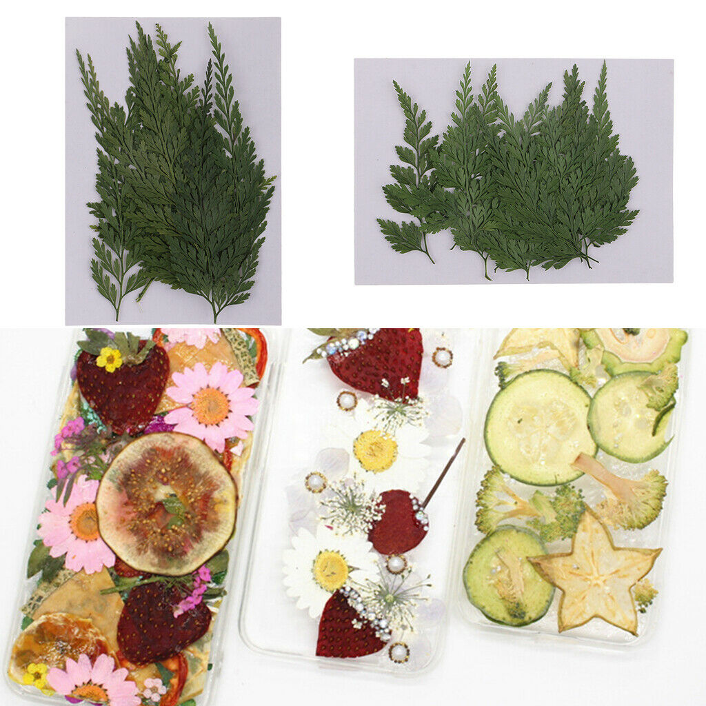 12 Pieces Natural Press Fern Leaves Pressed Real Dried Flower Dry Leaves for DIY