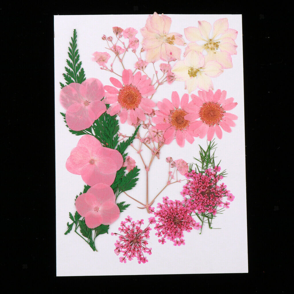 Multiple Natural Pressed Dried Flowers Mixed Leaves DIY Art