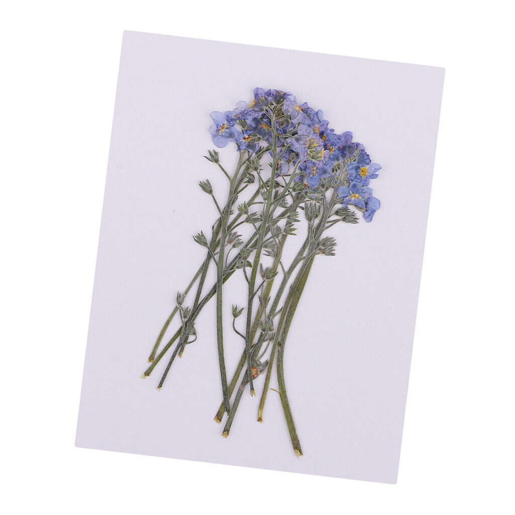 10 Real Pressed Flower Ornaments for Gift Box Decoration