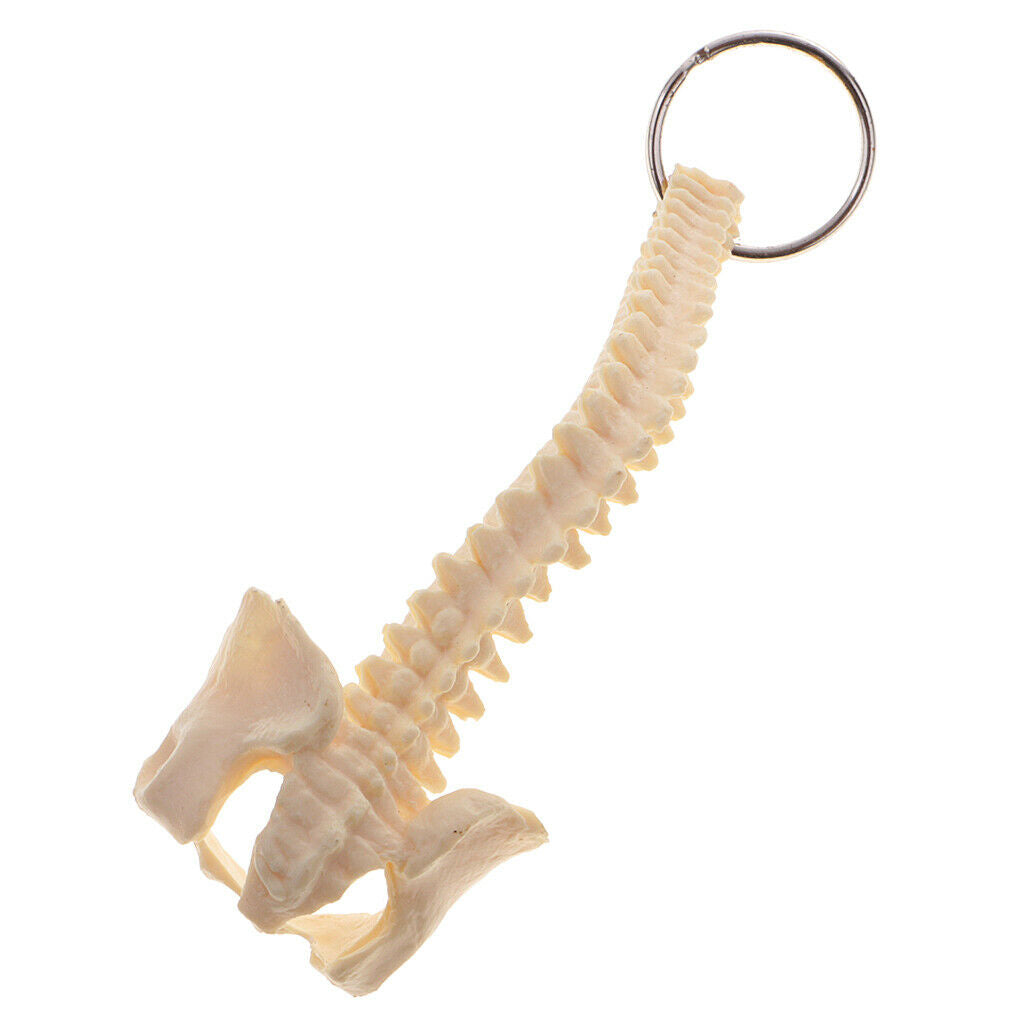 Novelty Mini Handmade Spinal Backbone Style Key Chain Key Ring Accessories