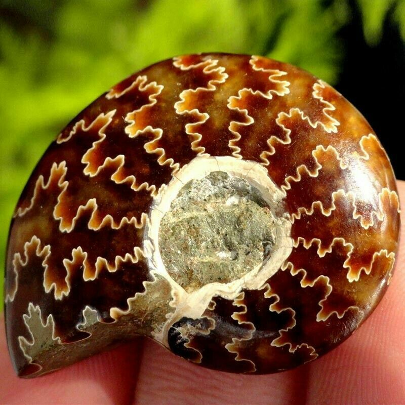 100% Natural Nautilus  Fossil Specimen Shell Healing Madagascar 30-40mm