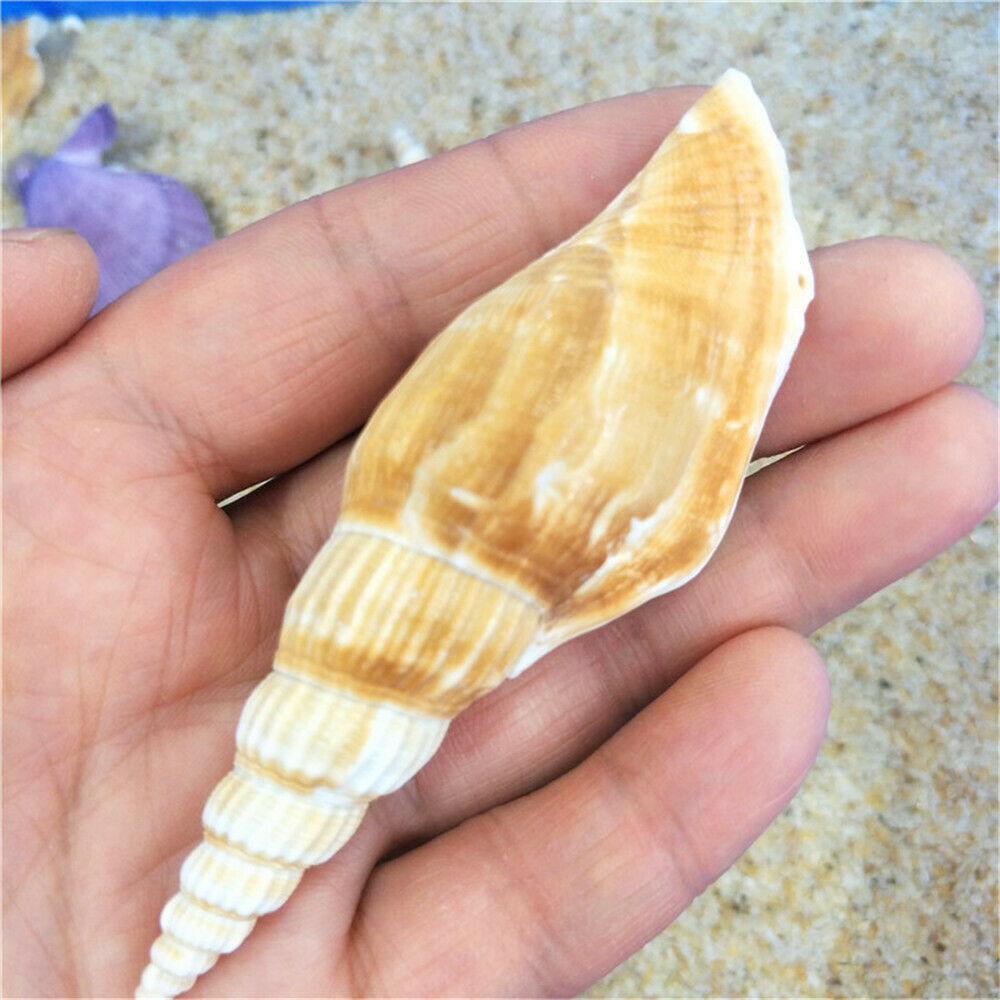 10pcs Natural Seashell Spiral Shell Conch Sea Snail Aquarium Crafts Decor 6-9 cm