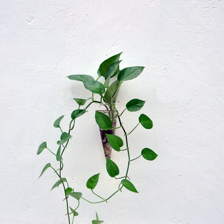 Wall Mounted Glass Cone Vase Hanging Planter Air Plant Holder Terrarium
