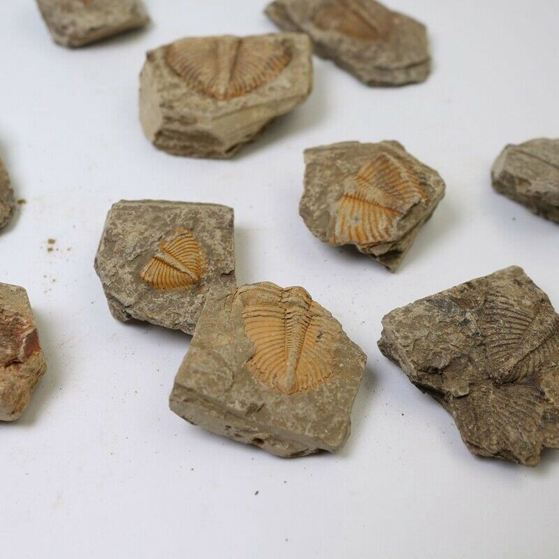 1X(1 PC Natural Trilobite Tail Fossil Ancient Fossils Teaching Specimens Colle1)