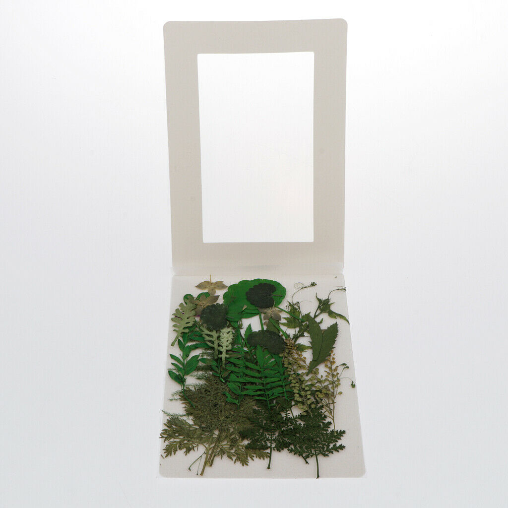 116 Natural Pieces Real Pressed Dried Flowers DIY Album