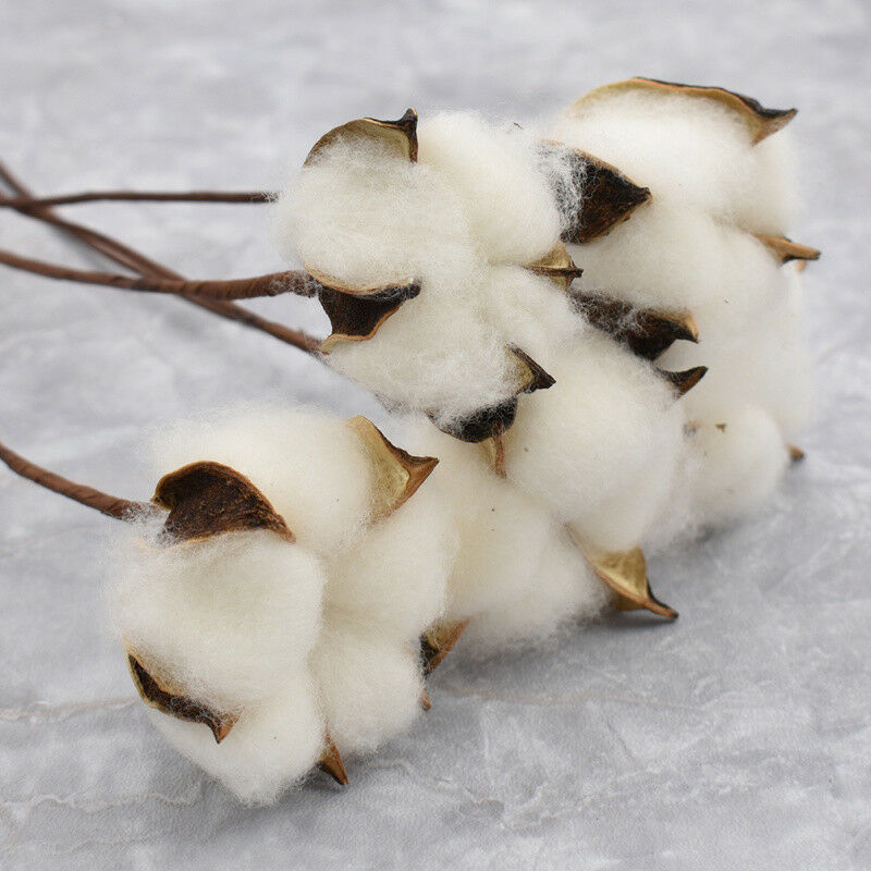 5pcs Natural Dried Cotton Flower Artificial Branch Wedding Party Home Decor