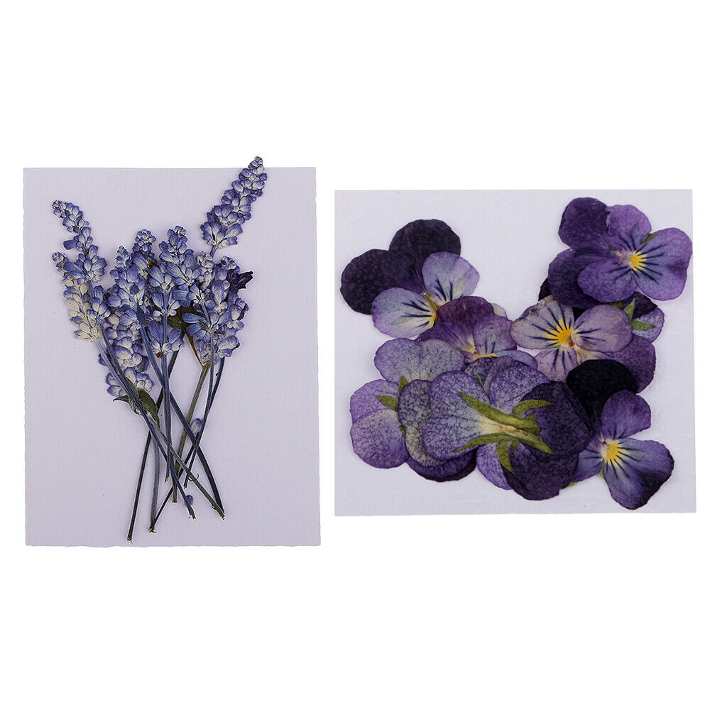 22PC Beautiful Pressed Violet & Sage Flower Dried for Art Craft Scrapbooking
