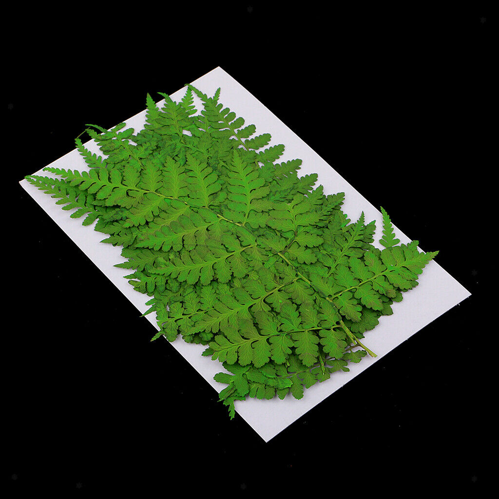 12 Pack Natural Pressed Leaves Press Dried Flowers Filler For Nail Art Decor,