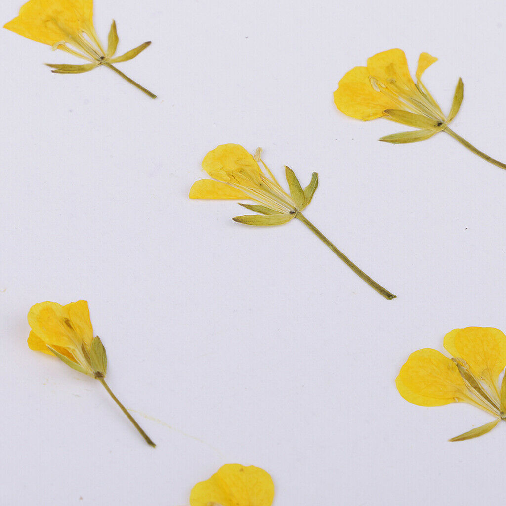 12 Pcs Dried Pressed Flowers Rape Flowers Plant Herbarium for Craft Making