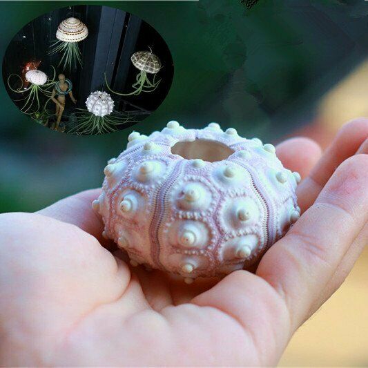 Natural Shells 4-8cm Sea Urchin Seashells Ornament Craft Flowerpot Decor HH6958