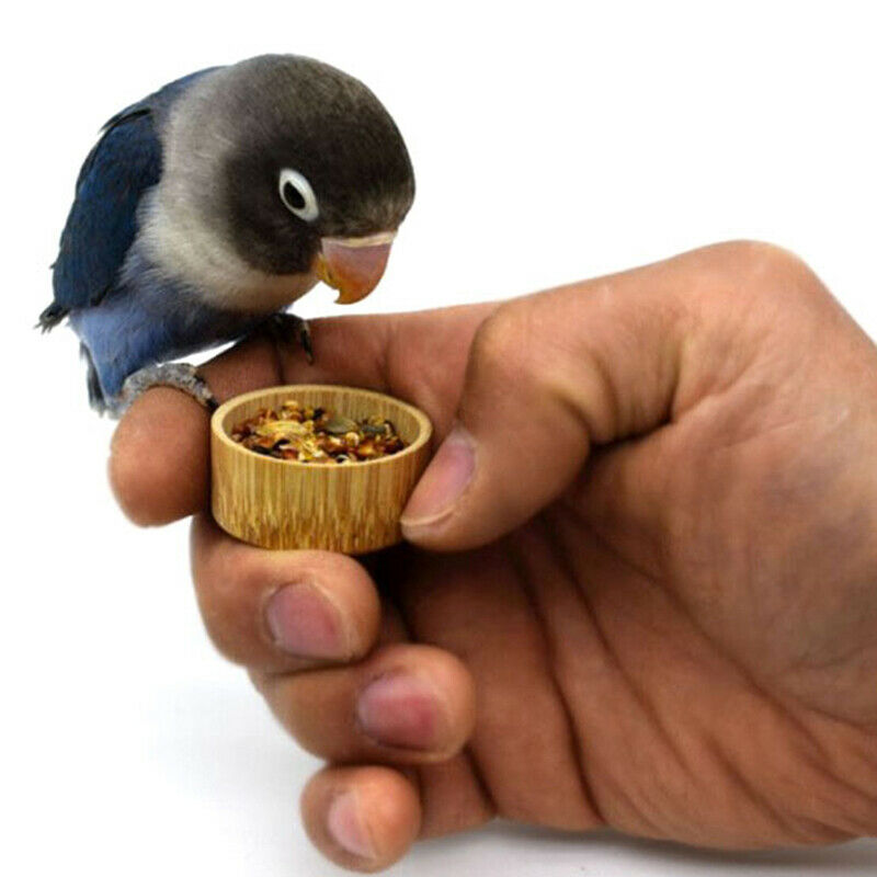 Bird Training Food Jar Parrot Hand-held Feeder IQ Growth Training ToolsBDAU