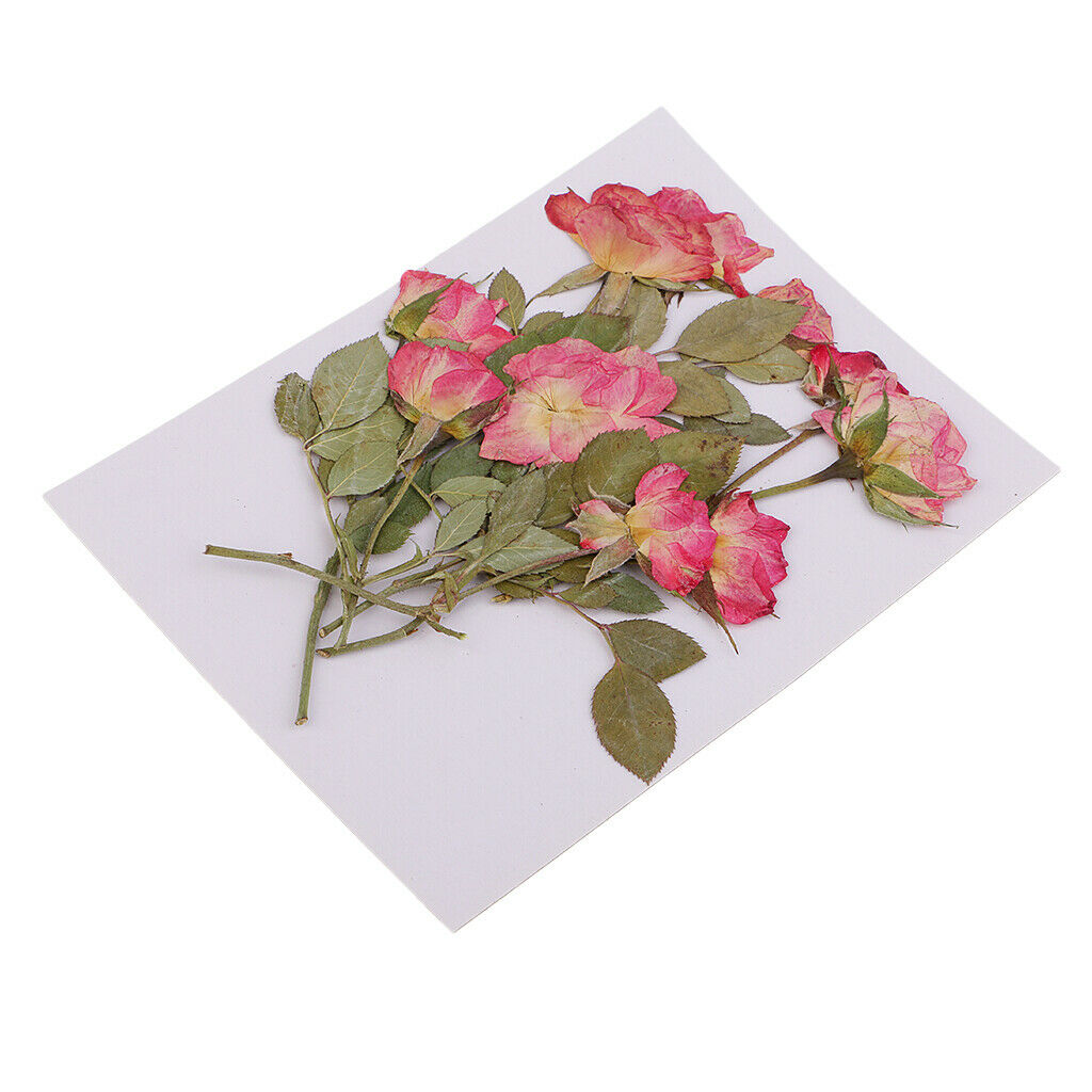 10pcs Real Pressed Flower Dried Rose Buds w/ Brunches for Phone Cover Decors