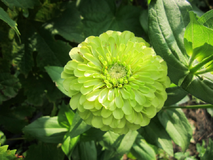 50 PCS Seeds Zinnia Dahlia Giant Lime Queen Elegans Envy Green Amazing Fliowers