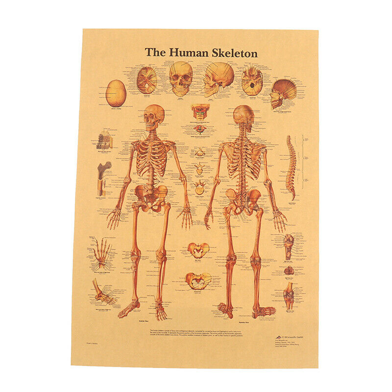 The Skeleton of The Body Structure Nervous System Poster Bar Home Decorat.l8