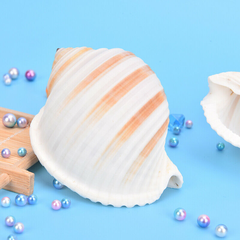 1pc Natural Striped Shell Conch Coral Sea Snail Ornament Landscape DecoratioFCA