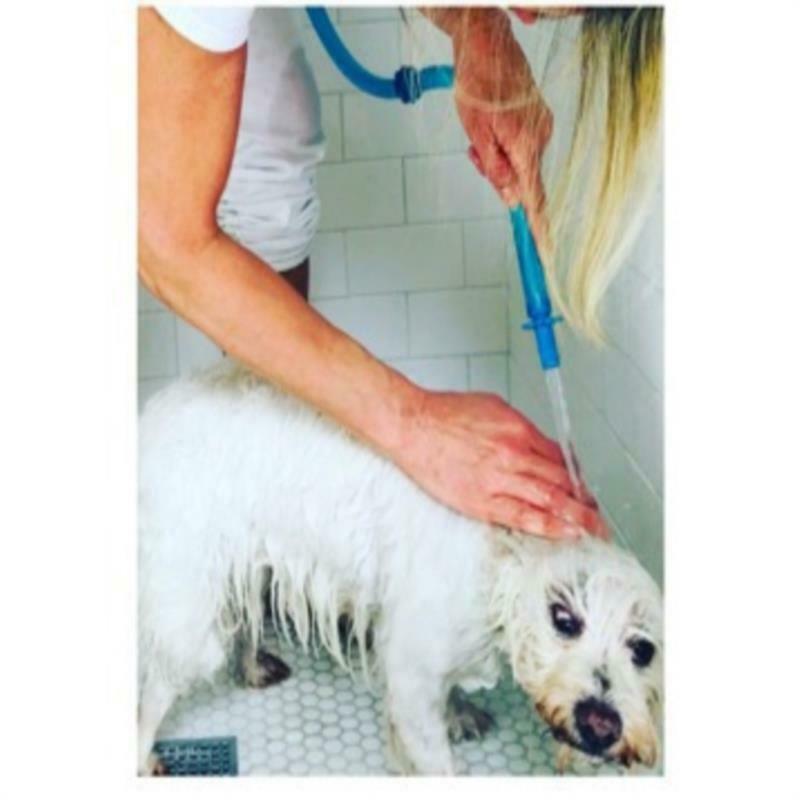 Soft Pet Shower Tool Comfortable Massager Shower Tool Cleaning Washing Sprayers