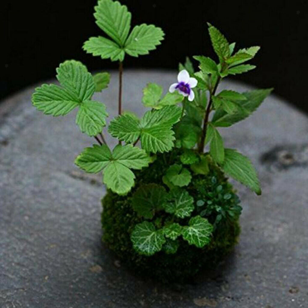 2pcs Moss Flower Pot Succulent Planter Container Garden Decoration 15cm/5