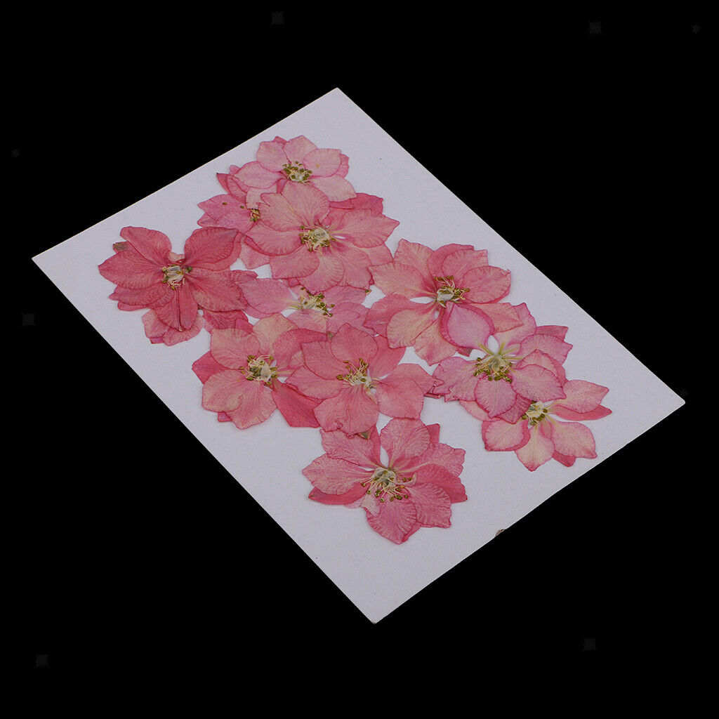 12x Dried Real Flower Larkspur Dried Pressed Flowers Jewelry Finding Makings