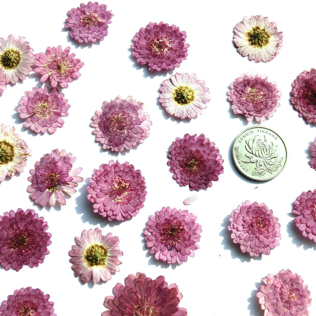 10x Pressed Dried Flower Dry Leaves for DIY Crafts Bookmark Cards Making 02