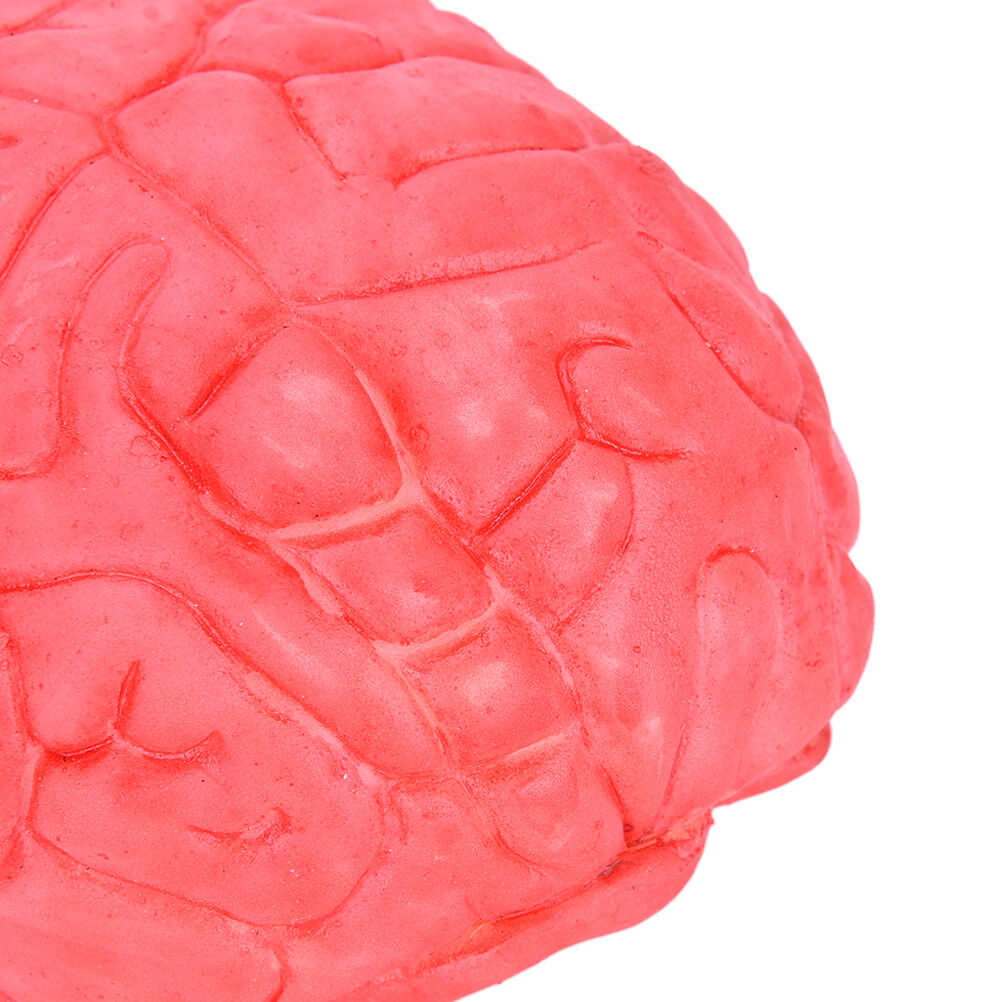 Scary Haunted House HUMAN BRAIN Organ"Body Part Halloween Horror Prop Decor F XC
