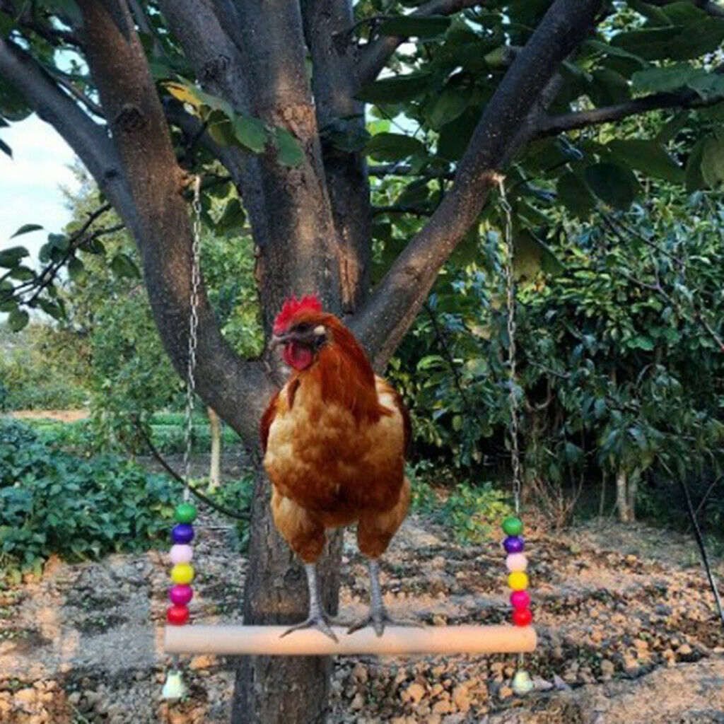 Chicken Swing Wooden Perch Chicken Large Birds Finches Canary Parakeet
