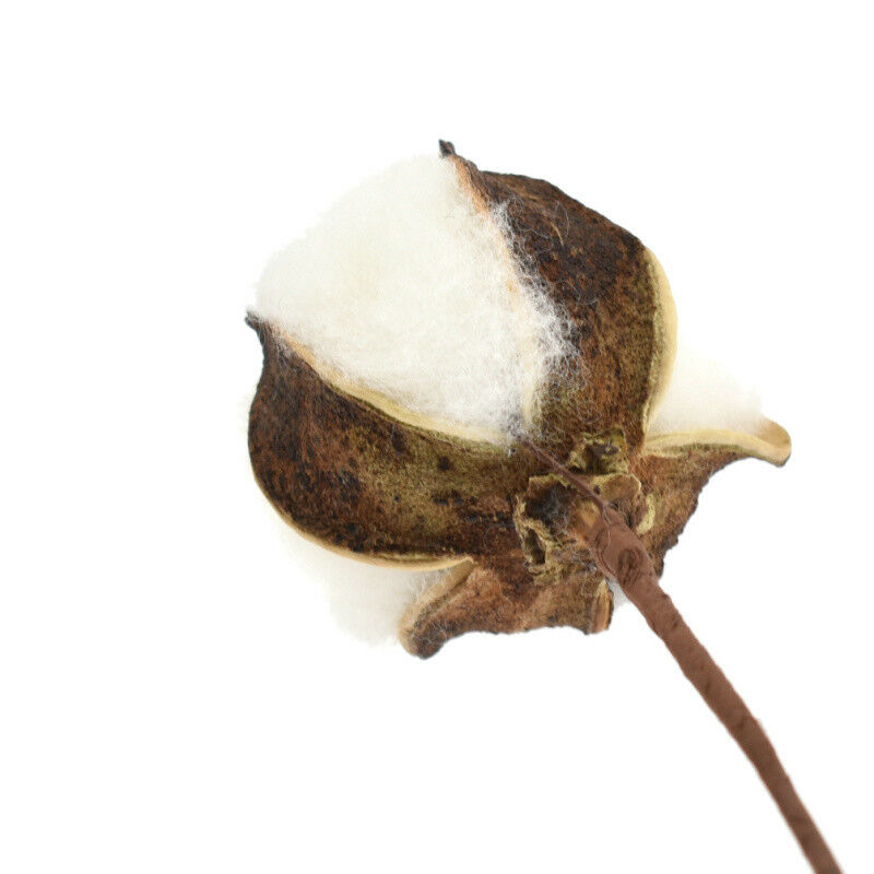 5pcs Natural Dried Cotton Flower Artificial Branch Wedding Party Home Decor