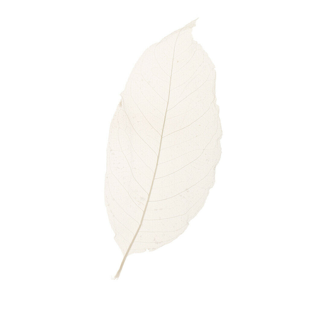 50pcs White Natural Magnolia Skeleton Leaves for DIY Scrapbooking Decoration