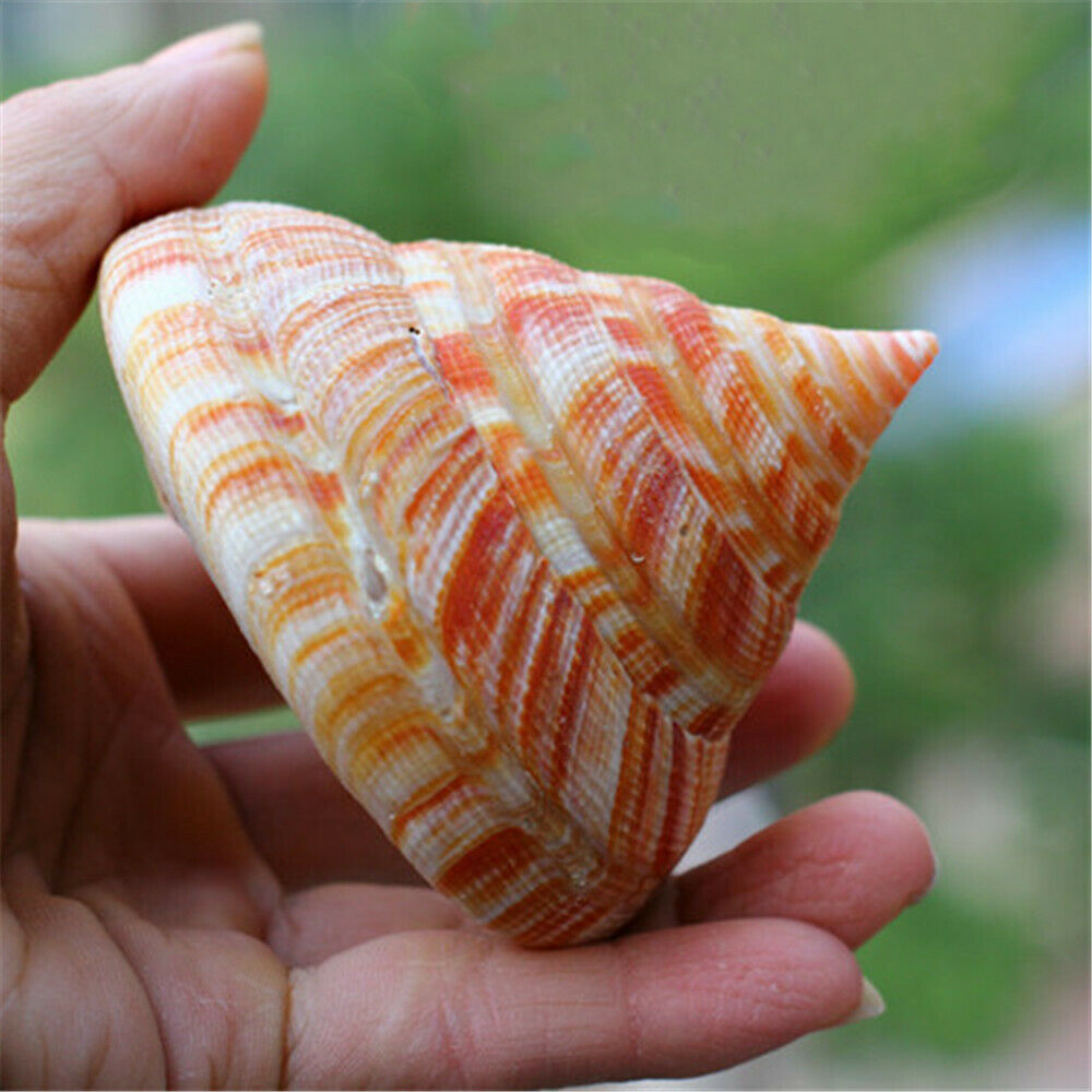 5-10cm Emperor's Slit Shell Spiral Conch Seashell Fish Tank Ornament Art Decor