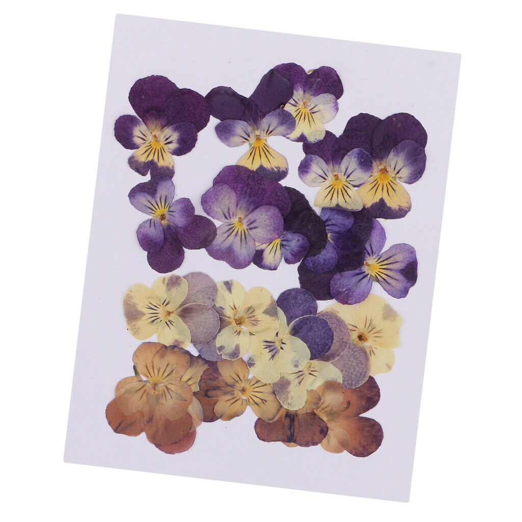 20-Piece Real Pressed Dried Flowers Violet for DIY Art Craft Scrapbooking