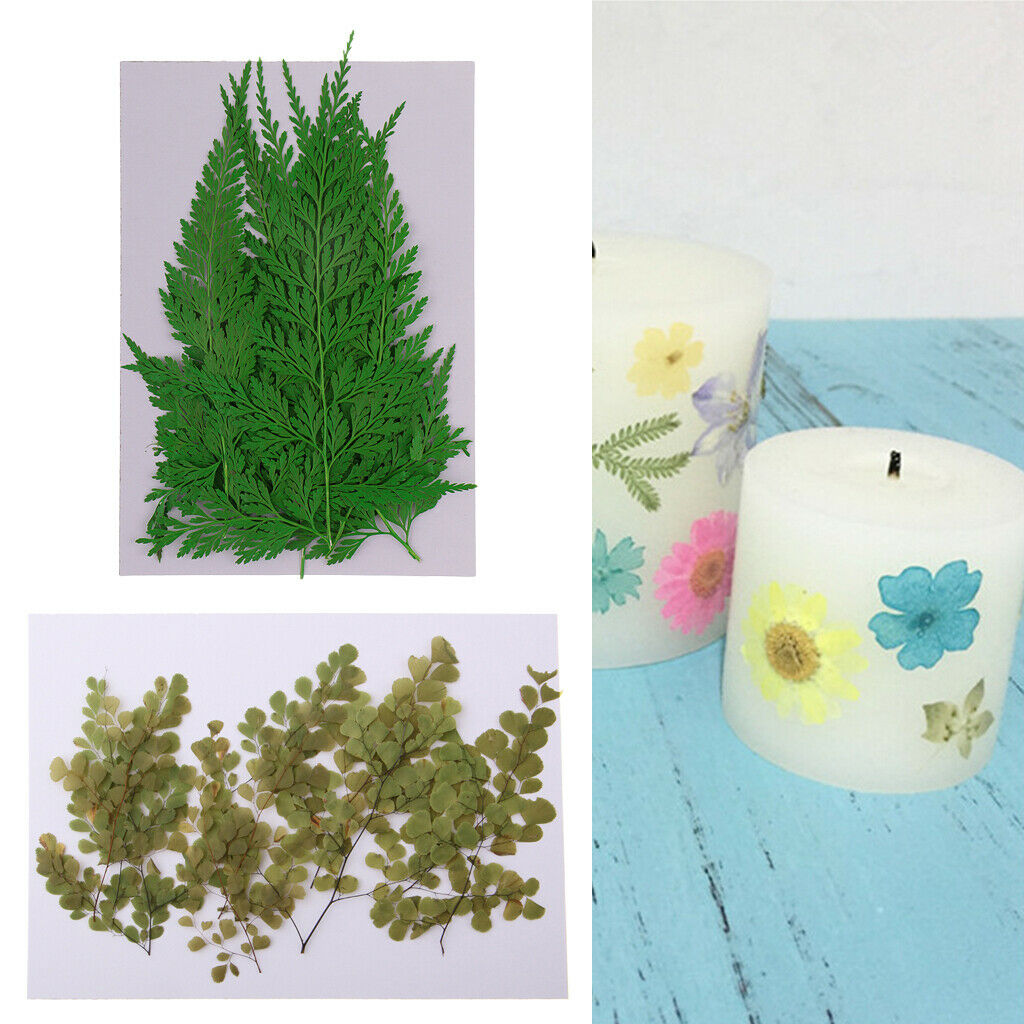 22x Real Pressed Natural Leaves For Scrapbook Album Card Making DIY Crafts