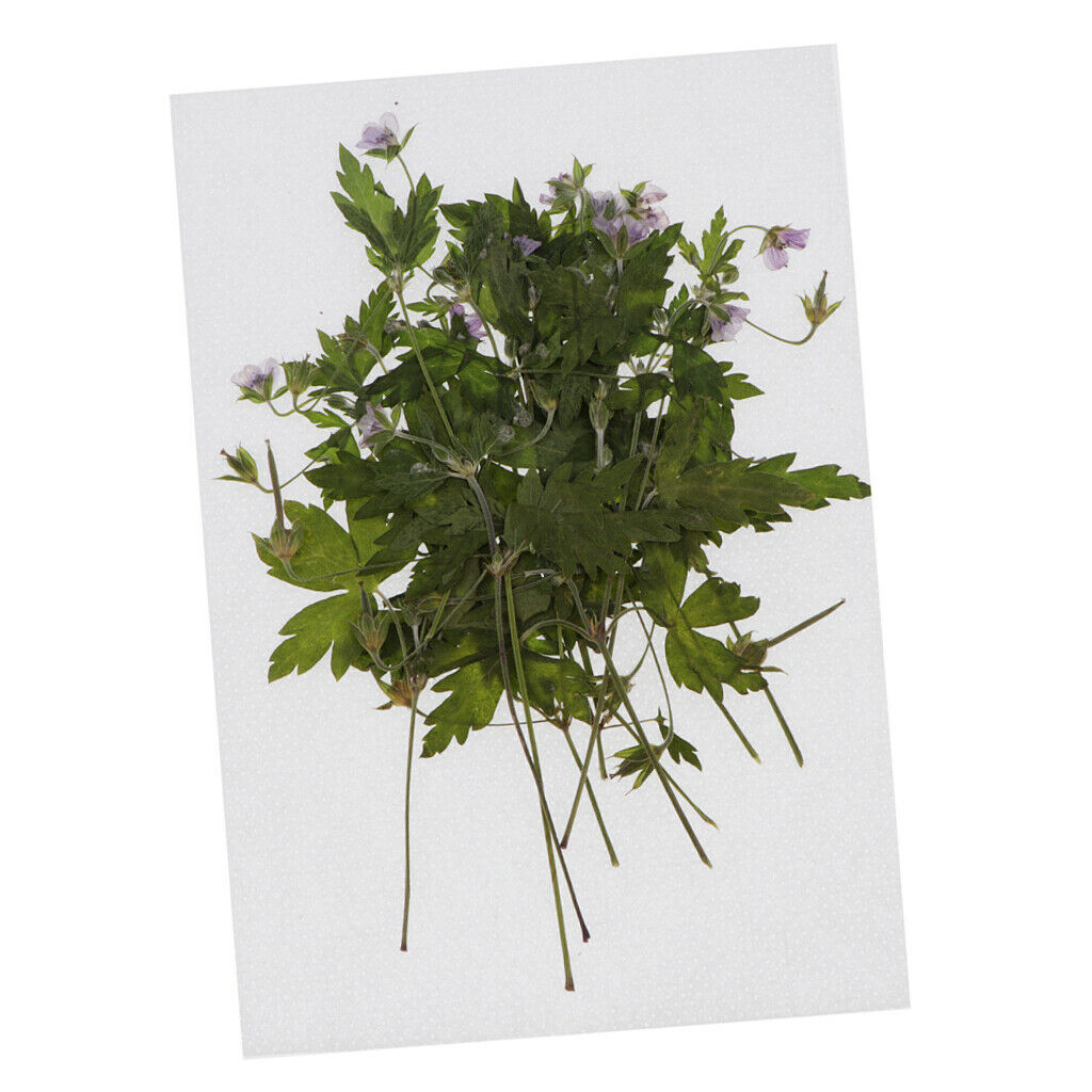 12Pcs/bag Real Agrimony Leaf Pressed Leaves Natural Dried Flowers for