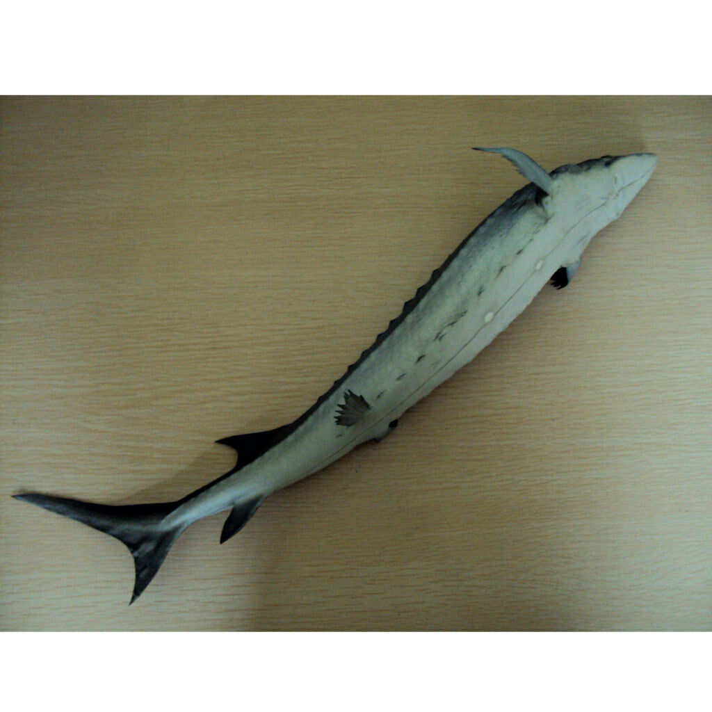 Lively Artificial Acipenser Sinensis Imitation Ainimal Store Cabinet